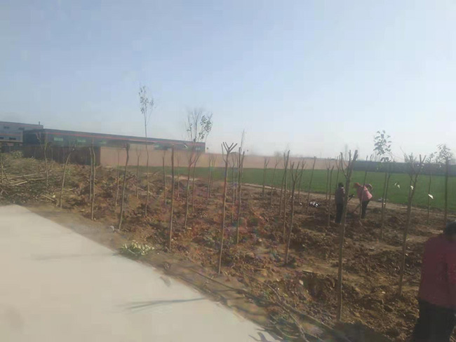 陽春三月，大地復蘇，安陽鼎諾廠區(qū)植樹活動再添綠。